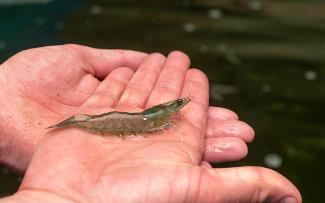 Fischwirte suchen Zukunft: Garnelen aus der Oberpfalz